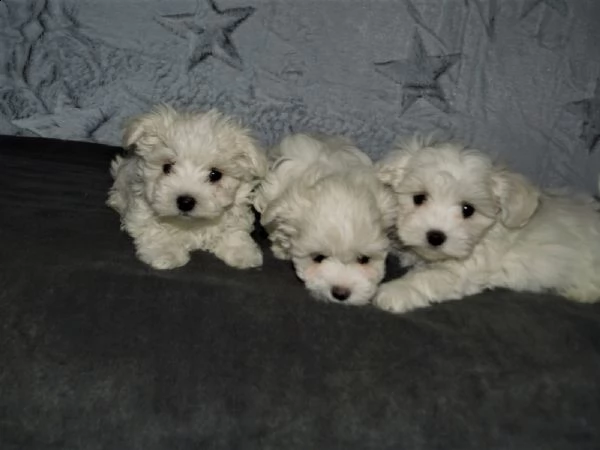 maltese toy subito pronto maschio | Foto 1