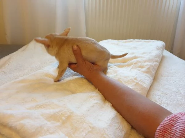 cucciolo di pincher chihuahua | Foto 1
