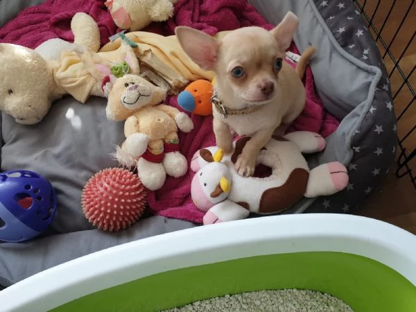 cucciolo di pincher chihuahua | Foto 0