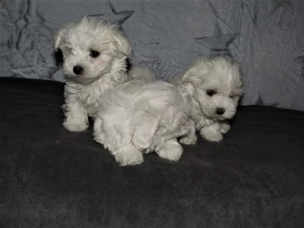 cuccioli di maltese toy | Foto 1