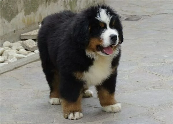 bovaro del bernese  | Foto 0