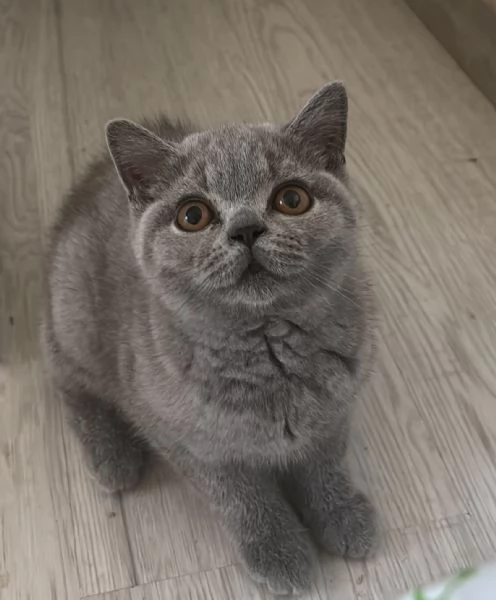 Gatti british