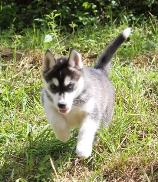 fantastici husky  cuccioli di siberian husky 2 mesi  | Foto 0