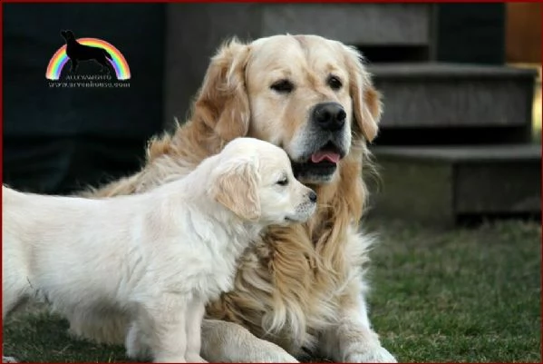 golden retriever fantastici cuccioli  | Foto 1