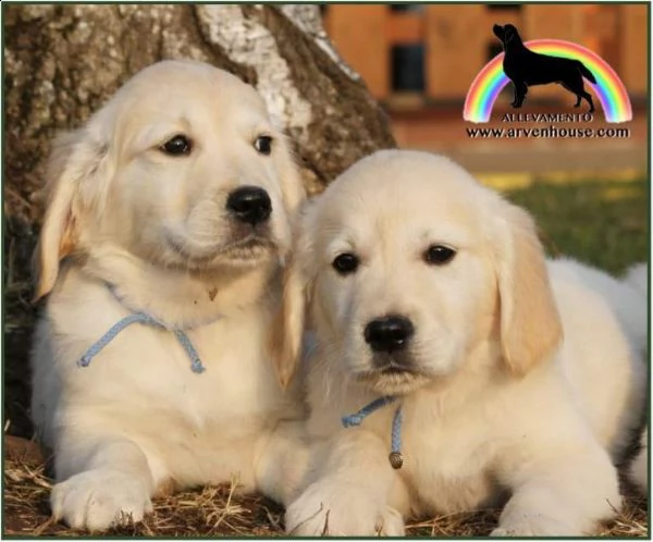 golden retriever fantastici cuccioli  | Foto 0