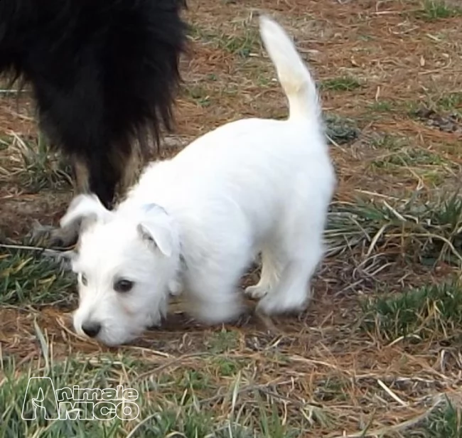 2 cuccioli di west highland white terrier
