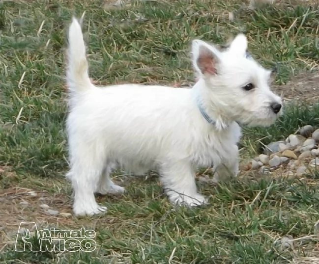 2 cuccioli di west highland white terrier | Foto 0