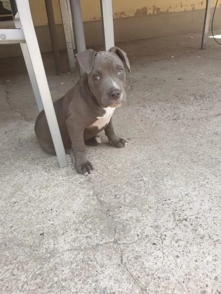 maschio e femmina cuccioli di american pitbull terrier  | Foto 3