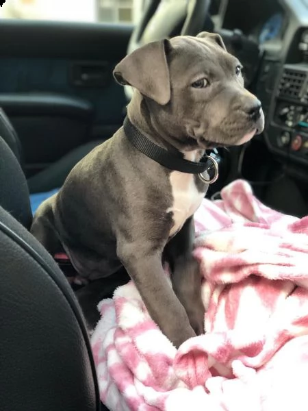 maschio e femmina cuccioli di american pitbull terrier 