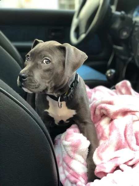 maschio e femmina cuccioli di american pitbull terrier  | Foto 1