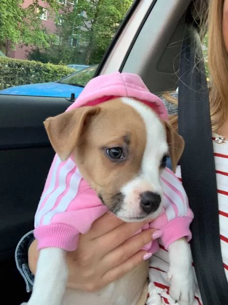 maschio e femmina cuccioli di american pitbull terrier  | Foto 0