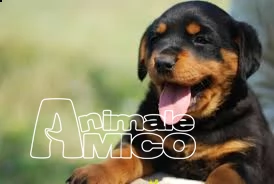 cuccioli di rottweiler bellissimi nati in casa