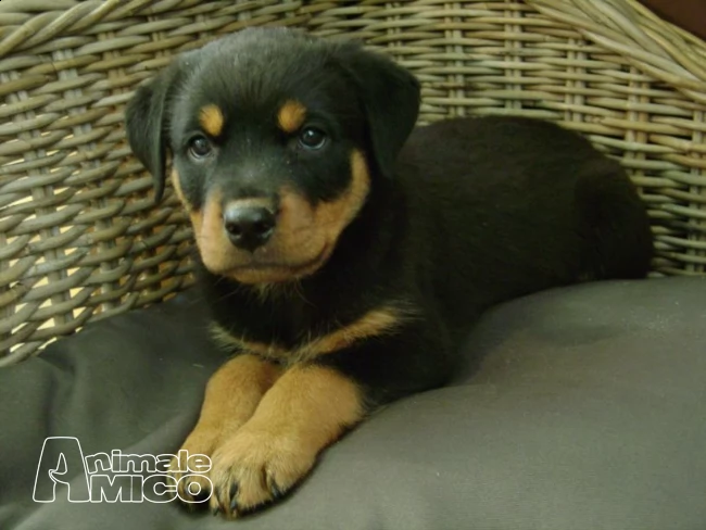 cuccioli di rottweiler bellissimi nati in casa | Foto 0