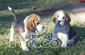 cuccioli di beagle tricolor e bianco arancio 
