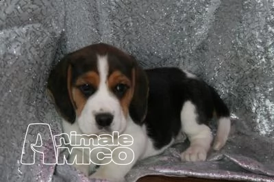 cuccioli di beagle tricolor e bianco arancio  | Foto 0