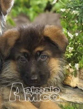 cuccioli di pastore tedesco stupendi prenotabili | Foto 0