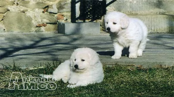 cuccioli di pastore maremmano bianco dolcissimi | Foto 0