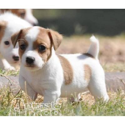 Vendita Cucciolo Jack Russel Da Allevatore A Firenze Cuccioli Di