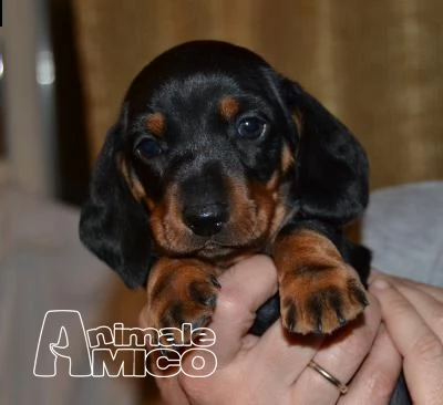 cuccioli di bassotto nano nati in casa 