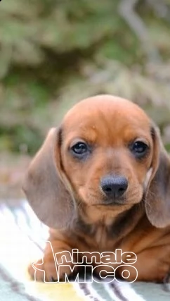 cuccioli di bassotto nano nati in casa  | Foto 0