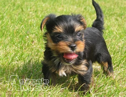 cuccioli di yorkshire mini toy fantastici e piccoli | Foto 0