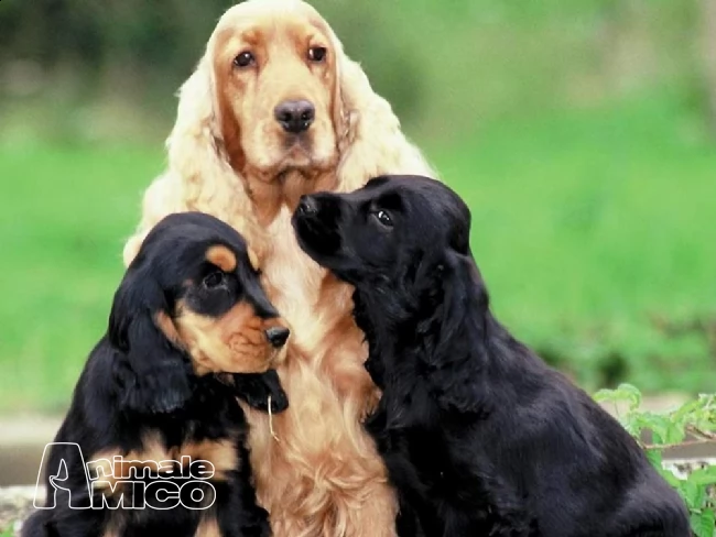 cuccioli di cocker spaniel da privato vari colori