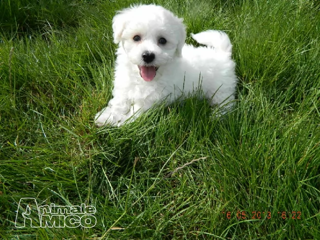 cuccioli di bolognese piccola taglia nana  | Foto 0