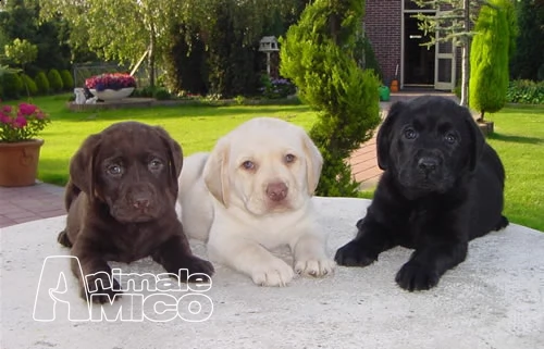 cuccioli di labrador cresciuti in casa vari colori