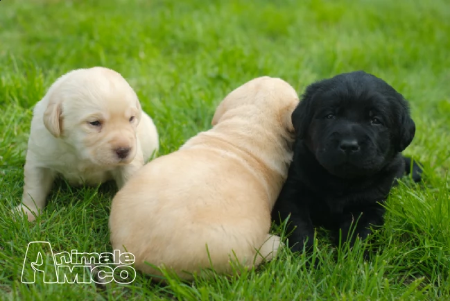 cuccioli di labrador cresciuti in casa vari colori | Foto 0