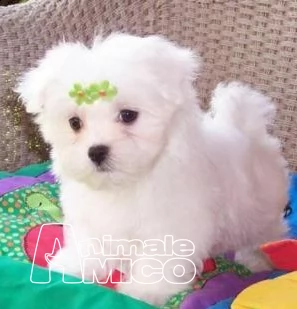 cuccioli di maltese toy da privato e italiani 