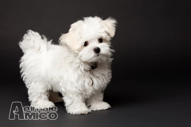 cuccioli di maltese toy da privato e italiani  | Foto 0