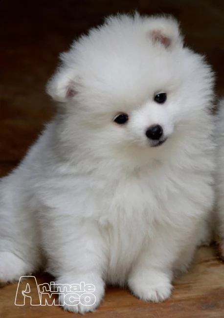 cuccioli di spitz di pomerania toy vari colori nati in casa