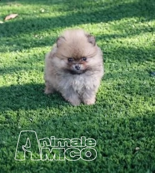 cuccioli di spitz di pomerania toy vari colori nati in casa | Foto 0