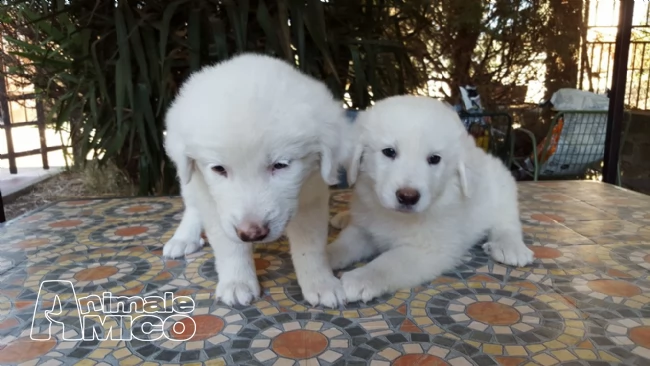 stupendi cucciolo di pastore maremmano bianchi