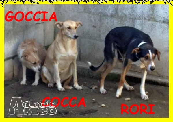 goccia cocca rori sono spaventati nessuno li vuole adozione d'amore | Foto 4
