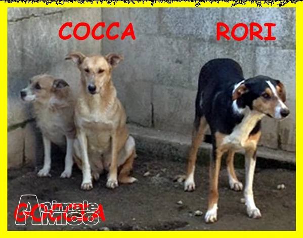 goccia cocca rori sono spaventati nessuno li vuole adozione d'amore | Foto 3