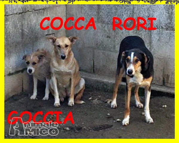 goccia cocca rori sono spaventati nessuno li vuole adozione d'amore | Foto 2