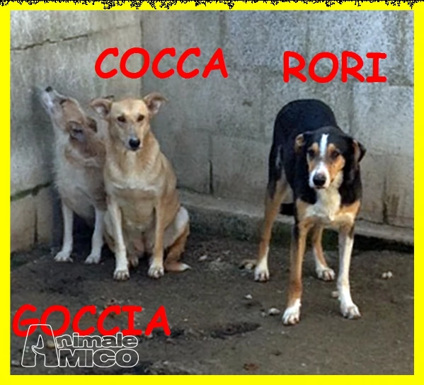 goccia cocca rori sono spaventati nessuno li vuole adozione d'amore | Foto 0