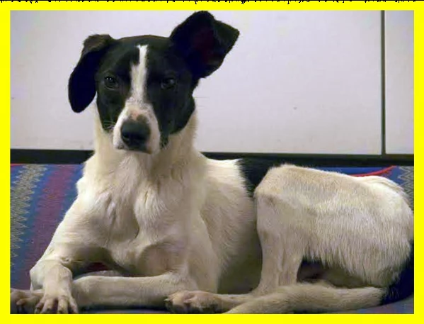 fiorello cucciolone ne ha viste e subite troppe | Foto 2