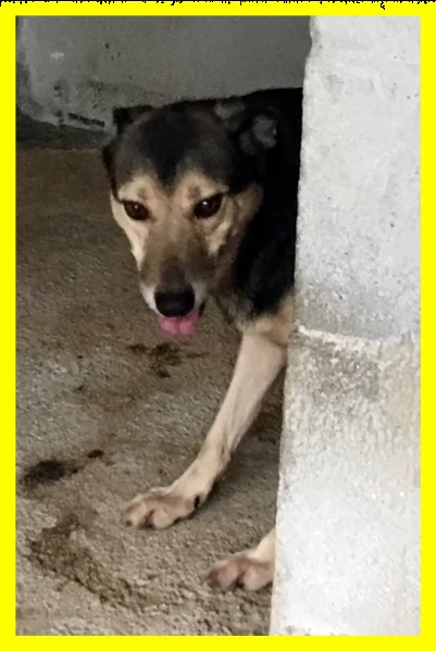 lampante lupacchiotto 6 anni spaventato da una vita in gabbia | Foto 2