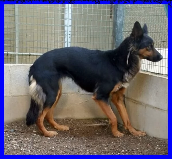 kitana mix pastore tedesco aspetta una mamma umana | Foto 5