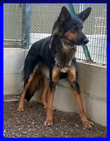 kitana mix pastore tedesco aspetta una mamma umana | Foto 3