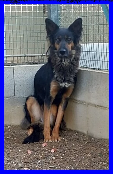 kitana mix pastore tedesco aspetta una mamma umana | Foto 2