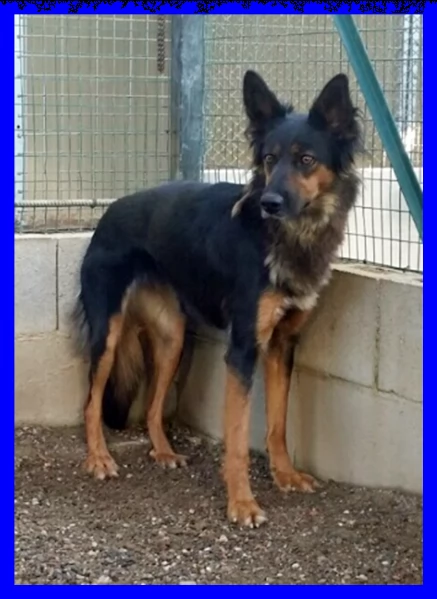 kitana mix pastore tedesco aspetta una mamma umana