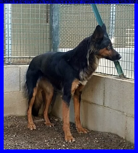 kitana mix pastore tedesco aspetta una mamma umana | Foto 1