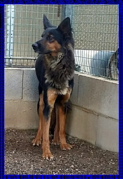 kitana mix pastore tedesco aspetta una mamma umana | Foto 0