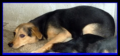 lex da sempre il cane di nessuno da sempre in canile