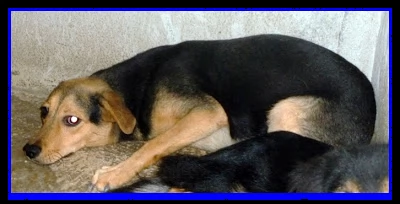 lex da sempre il cane di nessuno da sempre in canile | Foto 0