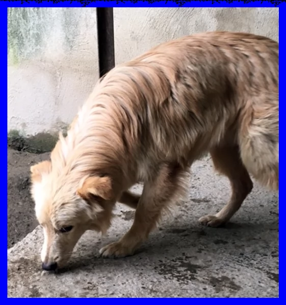 tallero mix golden retriver dalla strada alla gabbia | Foto 1