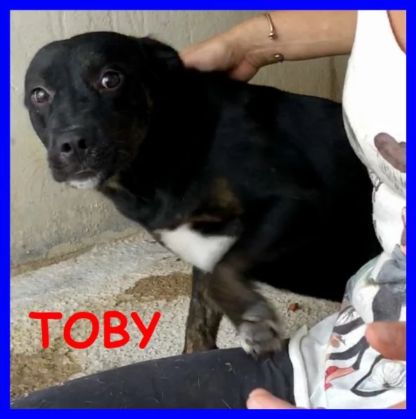 toby cucciolone molossetto coccolone abbandonato con il collare